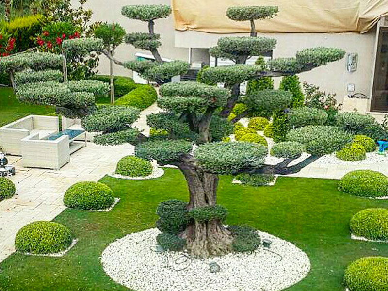 macrobonsai e giardini zen by LIFE